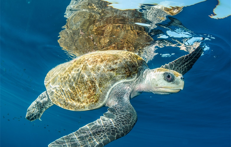 CREDIT: WCS Guatemala Sea Turtle